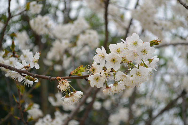 花园沟银桃花5.jpg