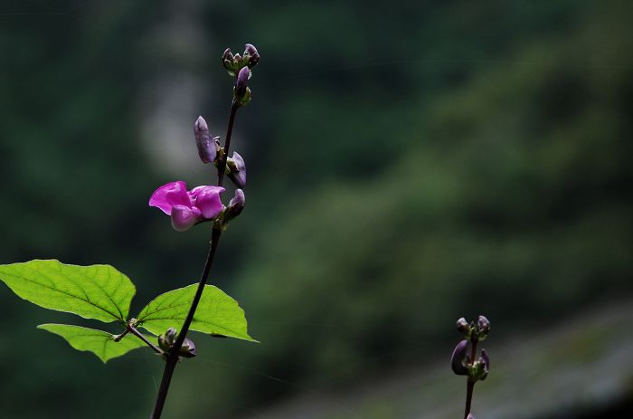 [原创]乐西路，我还会再来吗？——走过乐西公路汉源段