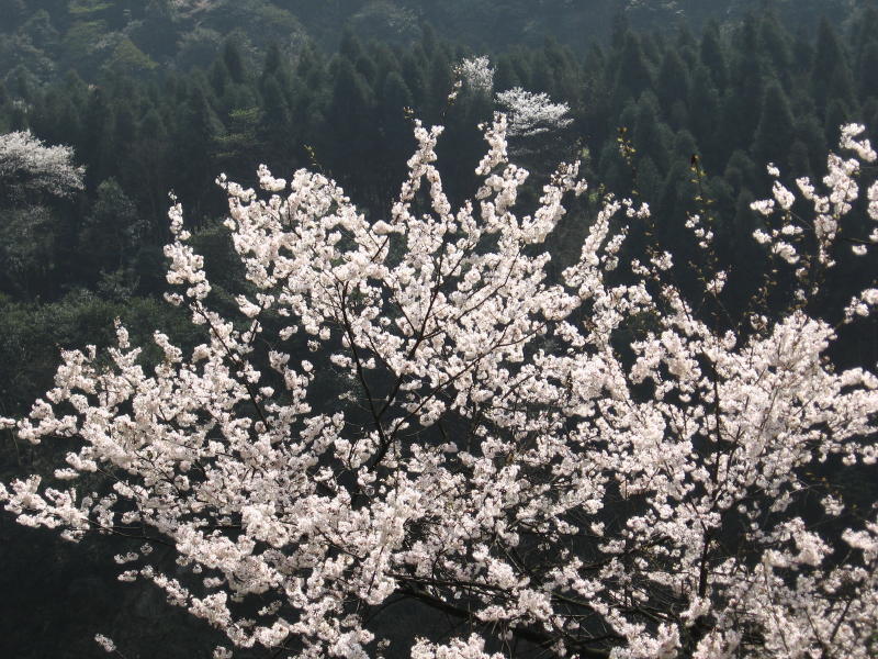 阳春三月晴空下.......... 臭美几张野樱花