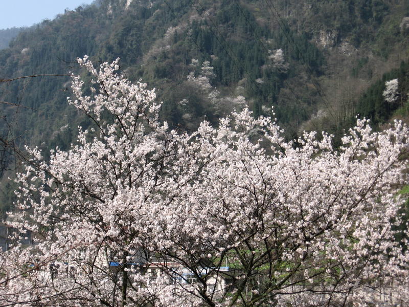 阳春三月晴空下.......... 臭美几张野樱花