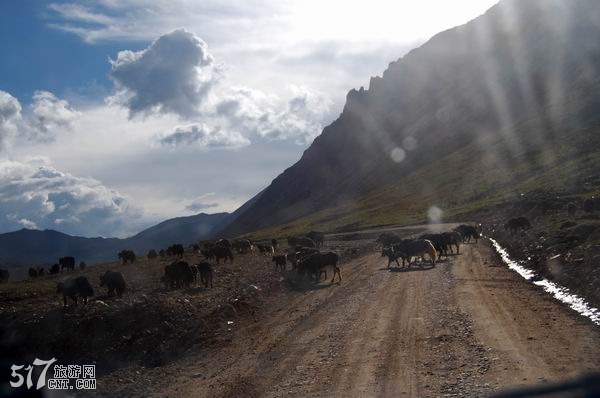 牛儿不在山坡吃草跑到公路上来干嘛？