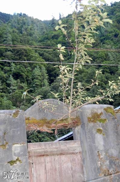 从这可以看出这里雨量应该很充沛,否则这门上面不可能长树对吧?