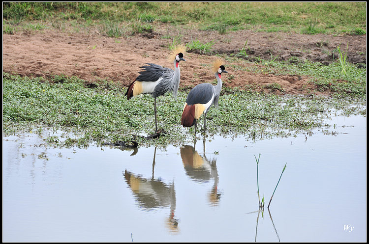 DSC_2446_马赛马拉.jpg